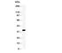Cyclin Dependent Kinase 2 antibody, R30623, NSJ Bioreagents, Western Blot image 