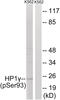 Chromobox 3 antibody, 79-879, ProSci, Western Blot image 