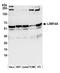 LSM14A MRNA Processing Body Assembly Factor antibody, A305-103A, Bethyl Labs, Western Blot image 