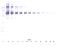 CD22 Molecule antibody, 38-113, ProSci, Western Blot image 