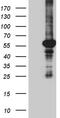 Peroxisome Proliferator Activated Receptor Delta antibody, TA811236S, Origene, Western Blot image 