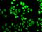 Factor Interacting With PAPOLA And CPSF1 antibody, GTX55623, GeneTex, Immunofluorescence image 