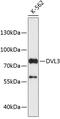 Dishevelled Segment Polarity Protein 3 antibody, 19-183, ProSci, Western Blot image 