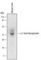 Orosomucoid 1 antibody, MA5-24279, Invitrogen Antibodies, Western Blot image 
