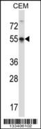 POU Class 3 Homeobox 3 antibody, 57-077, ProSci, Western Blot image 