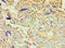PDZ And LIM Domain 1 antibody, orb353044, Biorbyt, Immunohistochemistry paraffin image 