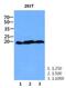 CCHC-Type Zinc Finger Nucleic Acid Binding Protein antibody, NBP2-42632, Novus Biologicals, Western Blot image 