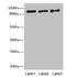 Exonuclease 1 antibody, CSB-PA007876LA01HU, Cusabio, Western Blot image 