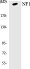 Neurofibromin 1 antibody, LS-B13173, Lifespan Biosciences, Western Blot image 