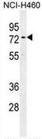 Coiled-Coil Domain Containing 63 antibody, AP50787PU-N, Origene, Western Blot image 