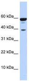 Nuclear inhibitor of protein phosphatase 1 antibody, TA345805, Origene, Western Blot image 
