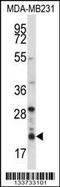 H1 VAR.4 antibody, 57-240, ProSci, Western Blot image 