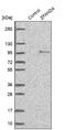 Zinc Finger AN1-Type Containing 4 antibody, NBP1-81916, Novus Biologicals, Western Blot image 