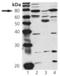 cGMP-dependent protein kinase 1 antibody, GTX12257, GeneTex, Western Blot image 