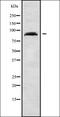 Rho GTPase Activating Protein 24 antibody, orb338654, Biorbyt, Western Blot image 