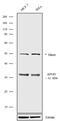 Apolipoprotein D antibody, 720187, Invitrogen Antibodies, Western Blot image 