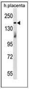 Integrator Complex Subunit 1 antibody, AP52219PU-N, Origene, Western Blot image 