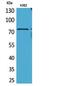 Aryl Hydrocarbon Receptor Nuclear Translocator Like antibody, STJ96788, St John