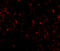 Lymphocyte Antigen 96 antibody, PM-4845, ProSci Inc, Immunofluorescence image 