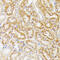 Galactosylceramidase antibody, 19-192, ProSci, Immunohistochemistry frozen image 
