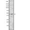 Fc Fragment Of IgG Receptor IIb antibody, abx215319, Abbexa, Western Blot image 