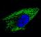 Metadherin antibody, NBP2-30458, Novus Biologicals, Immunofluorescence image 
