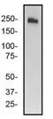 ATP Binding Cassette Subfamily A Member 7 antibody, NB400-163, Novus Biologicals, Western Blot image 