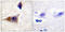 Caspase 1 antibody, LS-C198724, Lifespan Biosciences, Immunohistochemistry paraffin image 