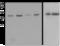 Ubiquitin Specific Peptidase 7 antibody, ab108931, Abcam, Western Blot image 