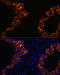 Secretoglobin Family 1A Member 1 antibody, 16-828, ProSci, Immunofluorescence image 