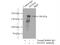 Myosin Heavy Chain 10 antibody, 21403-1-AP, Proteintech Group, Immunoprecipitation image 