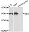 Nestin antibody, STJ113858, St John