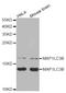 Microtubule Associated Protein 1 Light Chain 3 Beta antibody, LS-C334159, Lifespan Biosciences, Western Blot image 