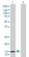 Laminin Subunit Alpha 4 antibody, H00003910-D01P, Novus Biologicals, Western Blot image 