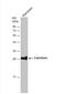 Calbindin 2 antibody, NBP1-32244, Novus Biologicals, Western Blot image 
