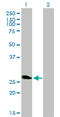 Ring Finger Protein 114 antibody, LS-C105157, Lifespan Biosciences, Western Blot image 