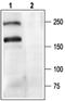  antibody, PA5-77295, Invitrogen Antibodies, Western Blot image 