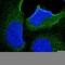 Kelch Domain Containing 8B antibody, HPA014467, Atlas Antibodies, Immunofluorescence image 