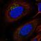Integral Membrane Protein 2B antibody, NBP2-57975, Novus Biologicals, Immunofluorescence image 