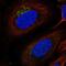 BRI antibody, NBP2-57975, Novus Biologicals, Immunofluorescence image 