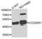 Outer Mitochondrial Membrane Lipid Metabolism Regulator OPA3 antibody, orb373908, Biorbyt, Western Blot image 