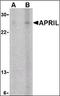 TNF Superfamily Member 13 antibody, LS-B3191, Lifespan Biosciences, Western Blot image 