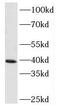 Mitogen-Activated Protein Kinase Kinase 3 antibody, FNab05114, FineTest, Western Blot image 
