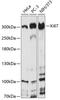 KI-67 antibody, 18-495, ProSci, Western Blot image 