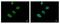 X-Ray Repair Cross Complementing 5 antibody, GTX70276, GeneTex, Immunofluorescence image 