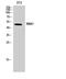 MAP kinase-interacting serine/threonine-protein kinase 1 antibody, A03783-1, Boster Biological Technology, Western Blot image 