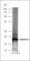 Ankyrin Repeat Domain 37 antibody, orb1555, Biorbyt, Western Blot image 
