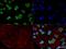 Heterogeneous Nuclear Ribonucleoprotein A1 antibody, NB100-672, Novus Biologicals, Immunocytochemistry image 