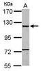 Caspase Recruitment Domain Family Member 6 antibody, GTX111277, GeneTex, Western Blot image 