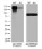 Neurofilament Medium antibody, LS-C790717, Lifespan Biosciences, Western Blot image 